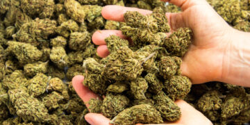 „Cadou” din Franța: Cetățean francez prins cu cannabis și o motocicletă furată la graniță