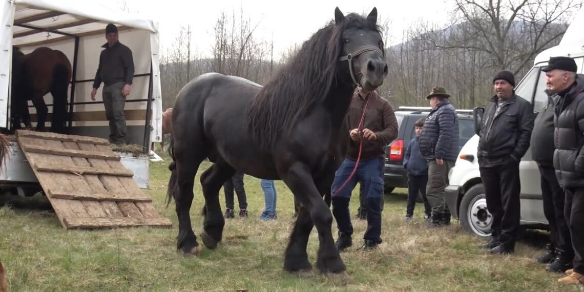 Furt cu taxiul: au furat un cal și l-au vândut în târg pentru 2.500 de lei