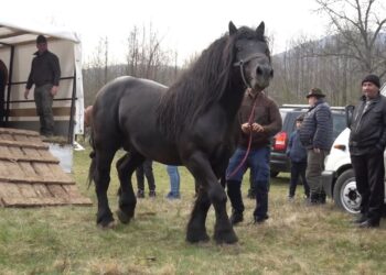 Furt cu taxiul: au furat un cal și l-au vândut în târg pentru 2.500 de lei