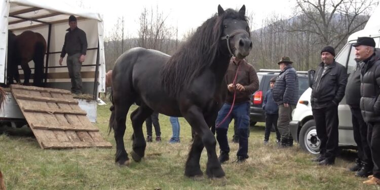 Furt cu taxiul: au furat un cal și l-au vândut în târg pentru 2.500 de lei