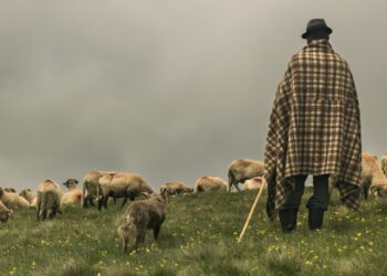 Violent până la mutilare: Cioban rănit grav într-un conflict de pășune în Voivozi