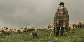 Violent până la mutilare: Cioban rănit grav într-un conflict de pășune în Voivozi