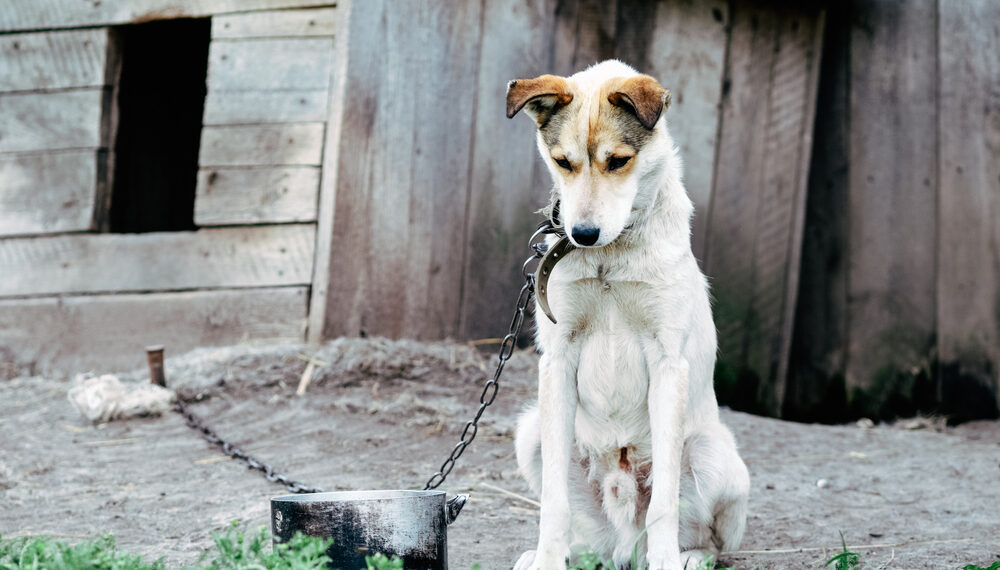 Câine ucis cu brutalitate în Bihor, dar stăpânul scapă nepedepsit