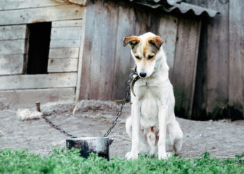 Câine ucis cu brutalitate în Bihor, dar stăpânul scapă nepedepsit