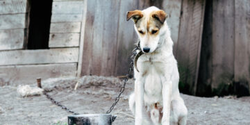 Câine ucis cu brutalitate în Bihor, dar stăpânul scapă nepedepsit