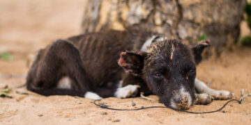 Scene șocante în Bihor: un câine spânzurat și lăsat pe malul apei