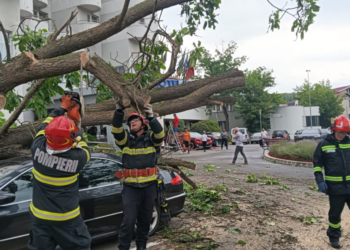 Vijeliile au doborât copaci și în Băile Felix. Autovehicule avariate lângă Hotel Internațional