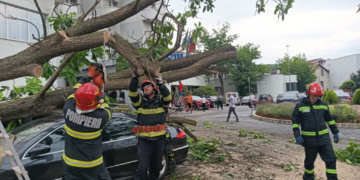 Vijeliile au doborât copaci și în Băile Felix. Autovehicule avariate lângă Hotel Internațional
