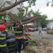 Vijeliile au doborât copaci și în Băile Felix. Autovehicule avariate lângă Hotel Internațional