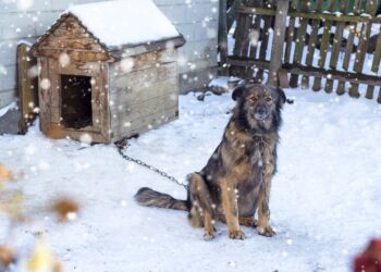 România interzice ținerea câinilor legați: proiect de lege pentru protecția animalelor