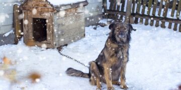 România interzice ținerea câinilor legați: proiect de lege pentru protecția animalelor