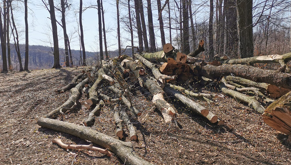 Pădurile Apusenilor devastate: Peste 400 de copaci doborâți, dar niciun vinovat la închisoare