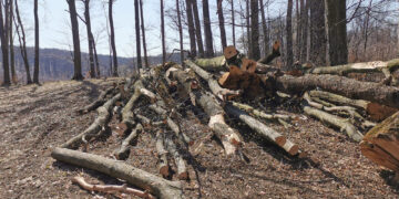 Pădurile Apusenilor devastate: Peste 400 de copaci doborâți, dar niciun vinovat la închisoare