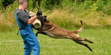 Nepăsarea se plătește: bărbat condamnat după ce câinele său a atacat un copil