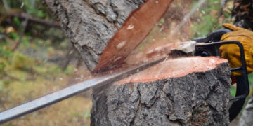 Șase arbori tăiați și trei ani de închisoare: condamnarea dată de Judecătoria Aleșd hoților de lemn