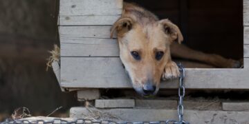 Acuzat că a ucis cu cruzime un câine, Andrei George Pirtea, rămâne în arest preventiv