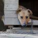 Acuzat că a ucis cu cruzime un câine, Andrei George Pirtea, rămâne în arest preventiv