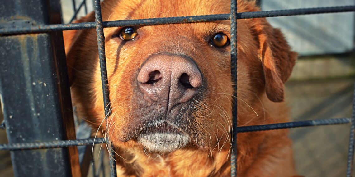 Câine ucis la comandă: proprietarul, reținut de Poliție după ce l-a instigat pe un consătean să-i ucidă câinele