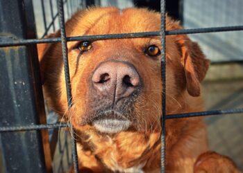 Câine ucis la comandă: proprietarul, reținut de Poliție după ce l-a instigat pe un consătean să-i ucidă câinele