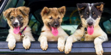 Trei căței aruncați într-o fântână: femeia acuzată rămâne sub control judiciar