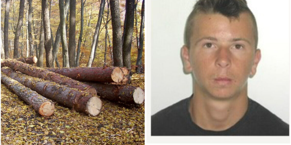 Noaptea, ca hoții: doi bihoreni prinși la tăiat ilegal de arbori!