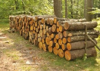 Bătaie pentru lemne în Bihor: un bărbat condamnat după ce și-a lovit vecinul pe câmp