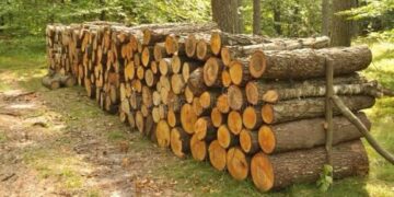 Bătaie pentru lemne în Bihor: un bărbat condamnat după ce și-a lovit vecinul pe câmp