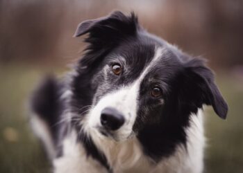 A spânzurat un câine și rămâne după gratii în continuare