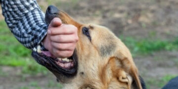 Petrecere de coșmar: tânăr mutilat de câinele vecinului la un majorat