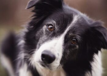 A început procesul bărbatului acuzat că a spânzurat un câine la Beiuș