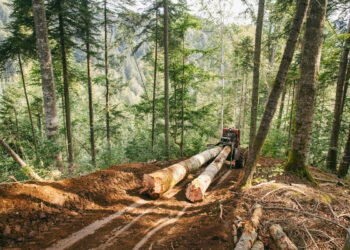 Dosar de tăieri ilegale șters dintr-un foc: prescripția lovește din nou!