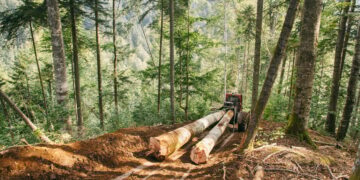 Dosar de tăieri ilegale șters dintr-un foc: prescripția lovește din nou!