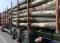 Lemn legal, acte ilegale! Bihorean prins cu un aviz falsificat pentru transport de lemne