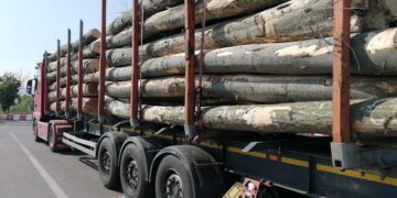 Lemn legal, acte ilegale! Bihorean prins cu un aviz falsificat pentru transport de lemne