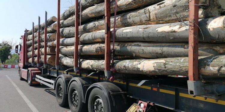 Lemn legal, acte ilegale! Bihorean prins cu un aviz falsificat pentru transport de lemne