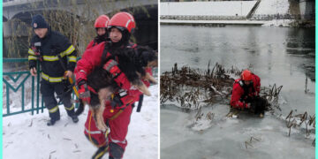 Pompierii orădeni au salvat un câine blocat între ghețuri în zona Podului Dacia