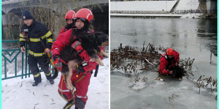 Pompierii orădeni au salvat un câine blocat între ghețuri în zona Podului Dacia