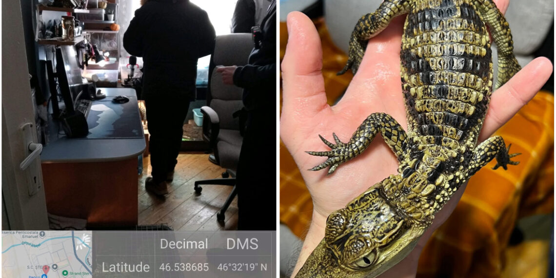 Descoperire alarmantă în Bihor: animale exotice periculoase, fără acte, într-un apartament