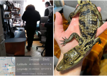 Descoperire alarmantă în Bihor: animale exotice periculoase, fără acte, într-un apartament