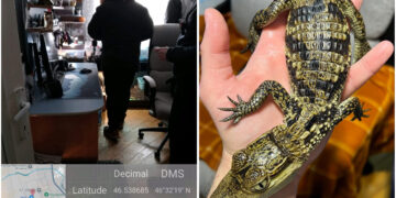 Descoperire alarmantă în Bihor: animale exotice periculoase, fără acte, într-un apartament