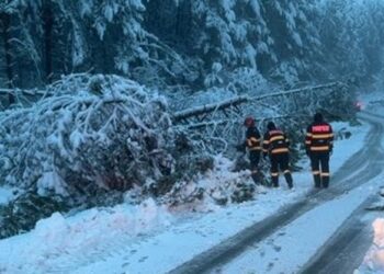 ISU Bihor, în alertă: copaci căzuți și drumuri blocate în zona montană