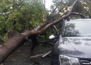 Răspunderea pentru vătămări corporale produse de prăbușirea arborilor de pe domeniul public: paza juridică a lucrului și calitatea procesuală pasivă a UAT | JURISPRUDENȚĂ ÎCCJ