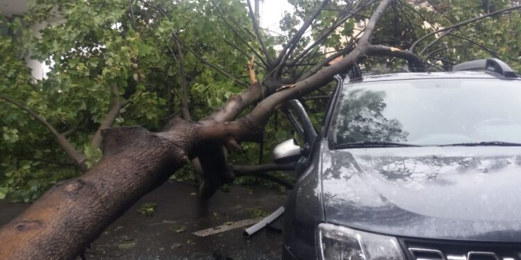 Răspunderea pentru vătămări corporale produse de prăbușirea arborilor de pe domeniul public: paza juridică a lucrului și calitatea procesuală pasivă a UAT | JURISPRUDENȚĂ ÎCCJ